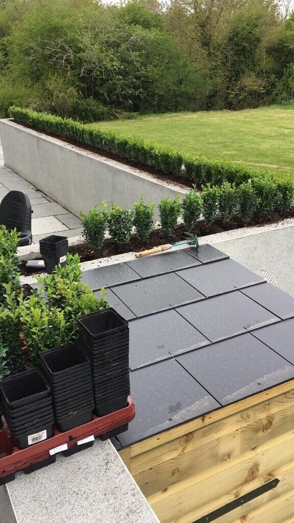 Box Hedging