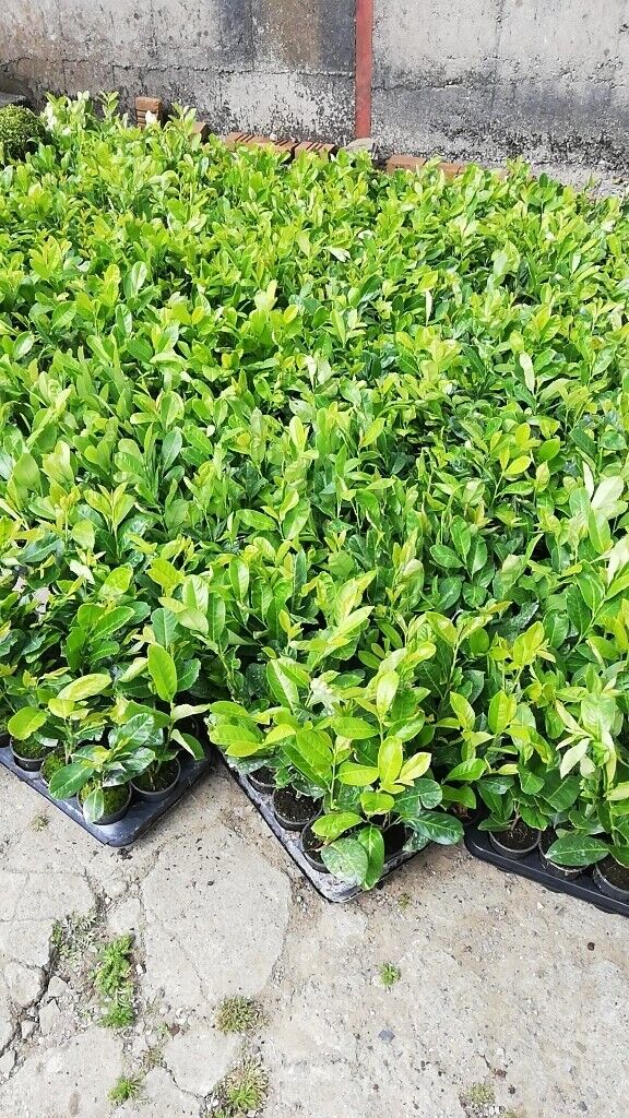Laurel Hedging 