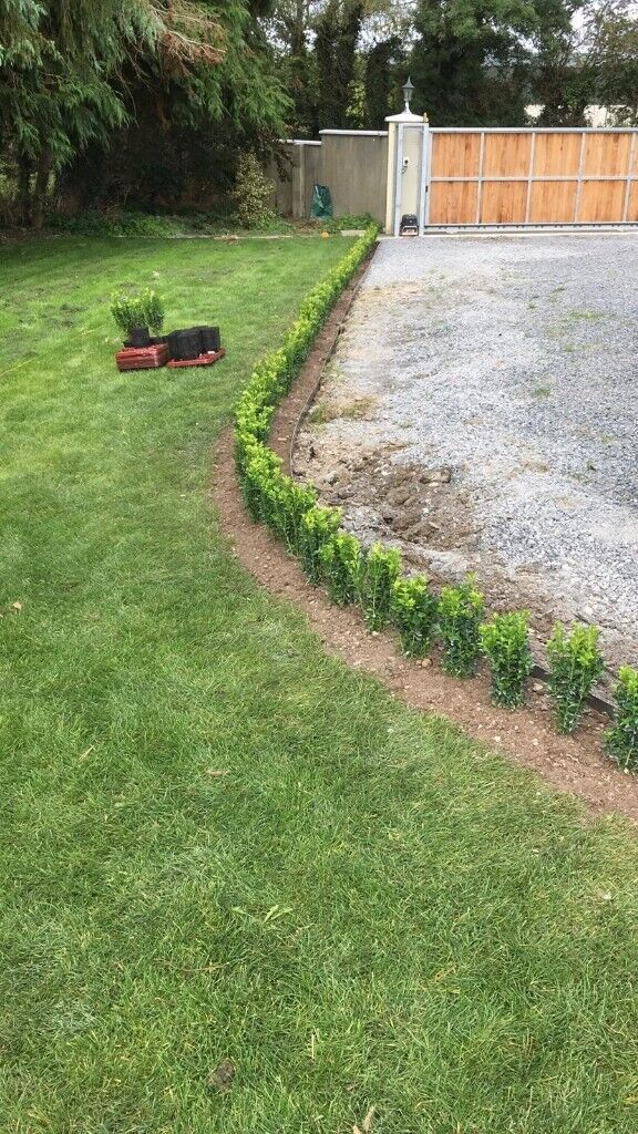 Box Hedging