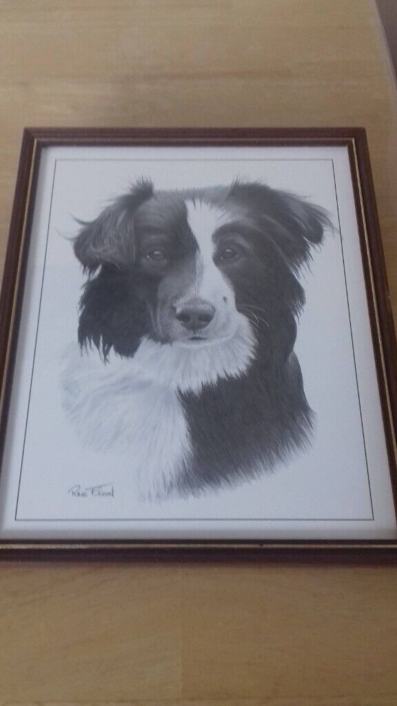 image for BORDER COLLIE