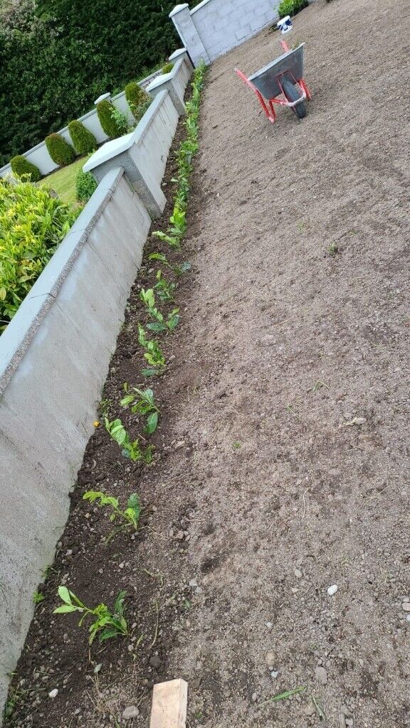 Laurel Hedging
