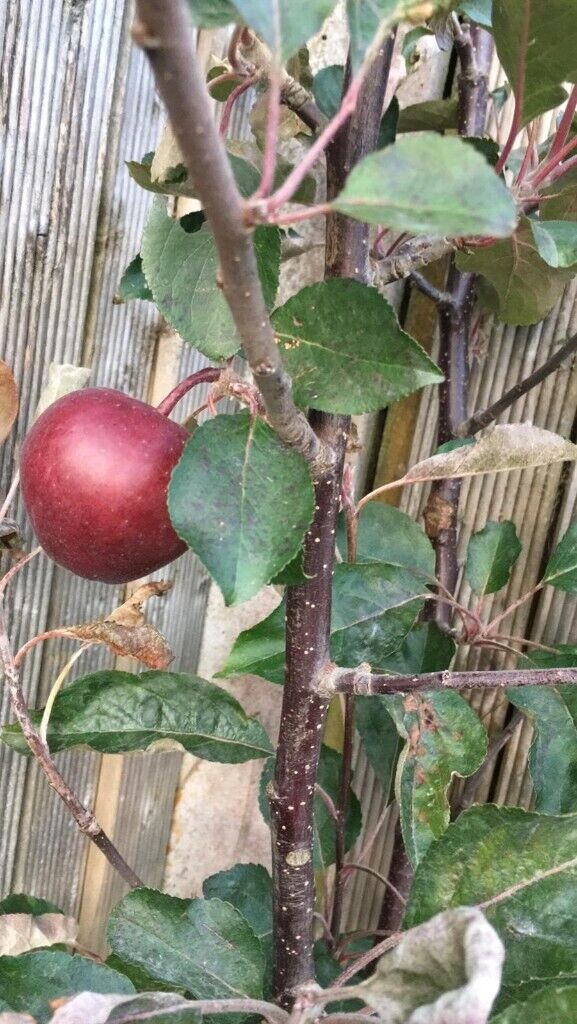 Apple trees - Bareroot