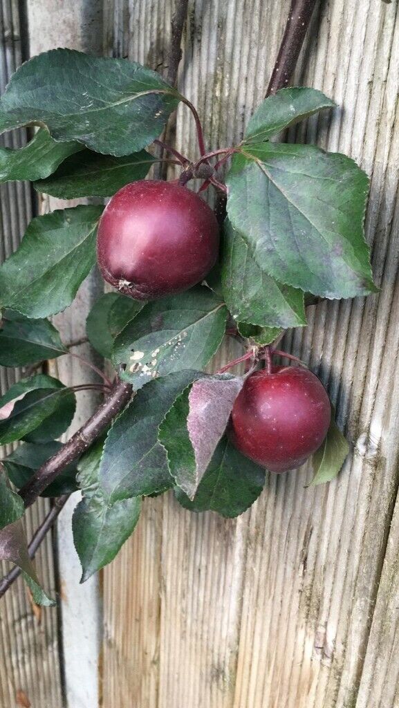 Apple Trees