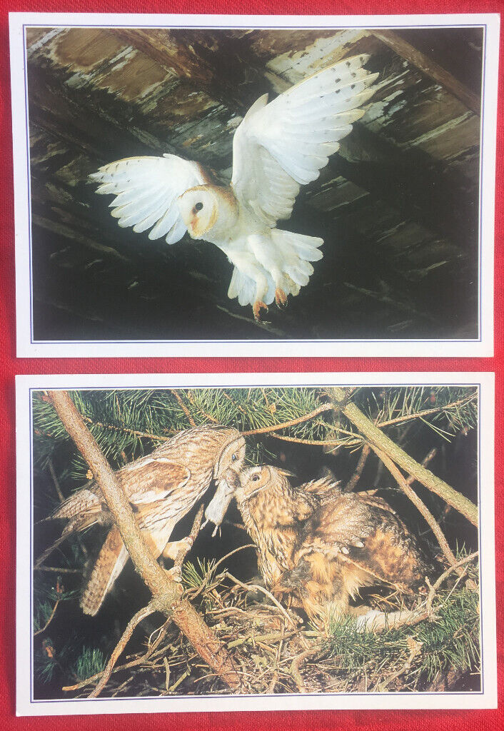 image for 2 unused J Arthur Dixon 'Collectacards' coloured postcards 1 and 5 of 15, owls. Can post. £1.50 both