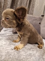 French Bulldog Puppies Frenchies Fluffy