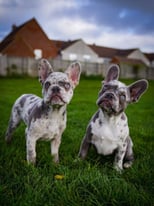 Lilac Merle Fluffy French Bulldog Puppies