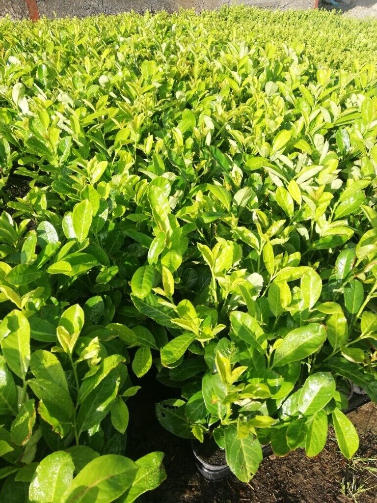 Laurel Hedging