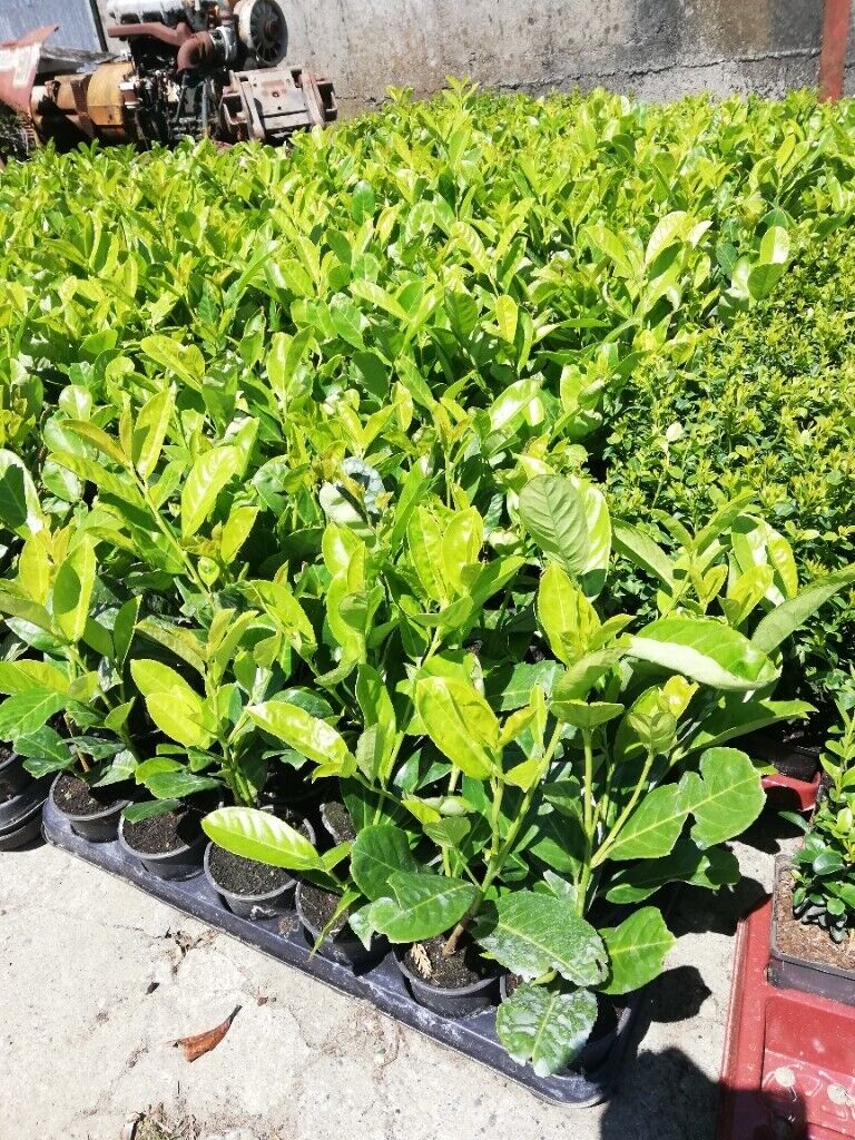 Laurel Hedging 