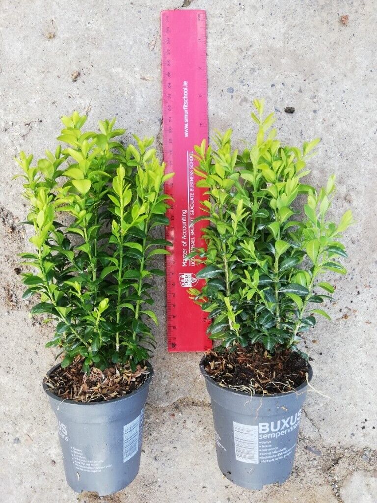 image for Box Hedging 