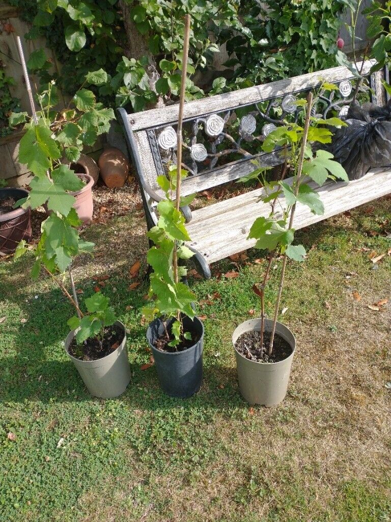 Vine Plants £5.00 each.  Red/White grapes