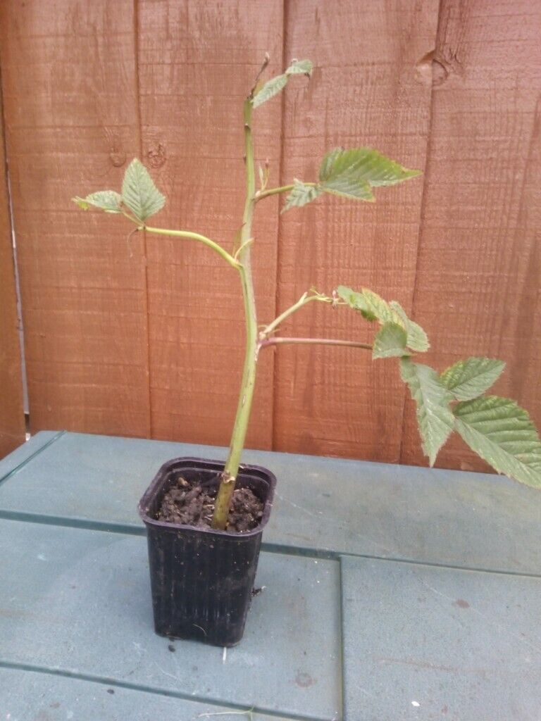 1 x THORNLESS BLACKBERRY PLANT for £ 5