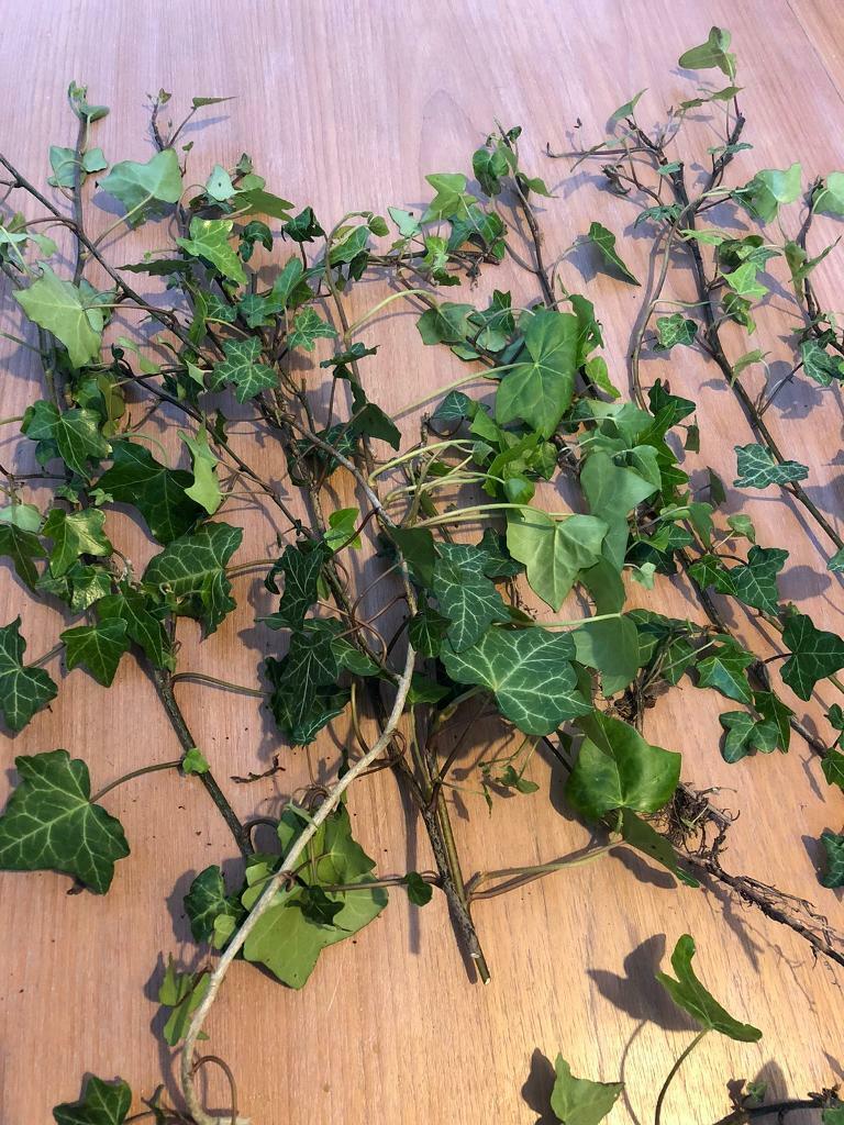 image for Ivy Cuttings Climbing Plant Climber Vine Garden Indoor Outdoor