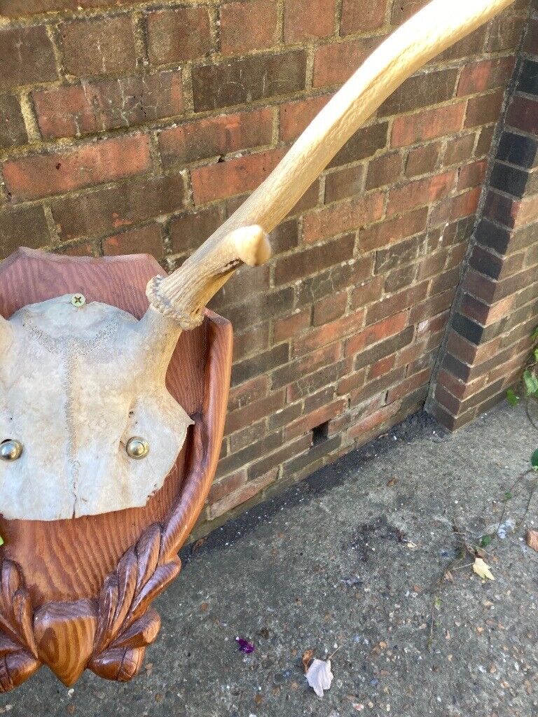 Taxidermy Deer Head 