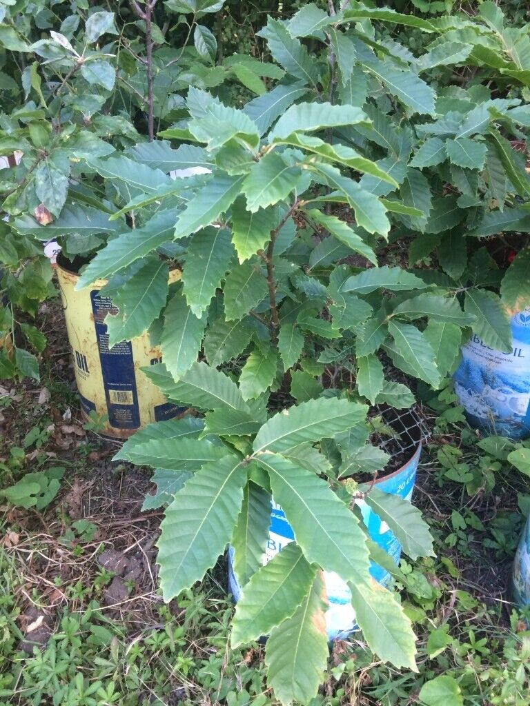 Sweet Chestnut (Castanea sativa) tree plant, London Hyde Park origin (£15 per tree)