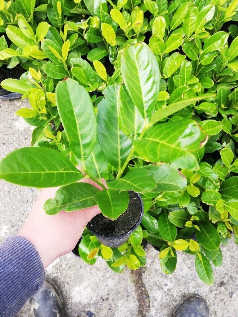 image for Laurel Hedging 