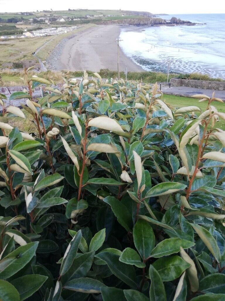image for Elaeagnus Ebbengei - Coastal Hedging