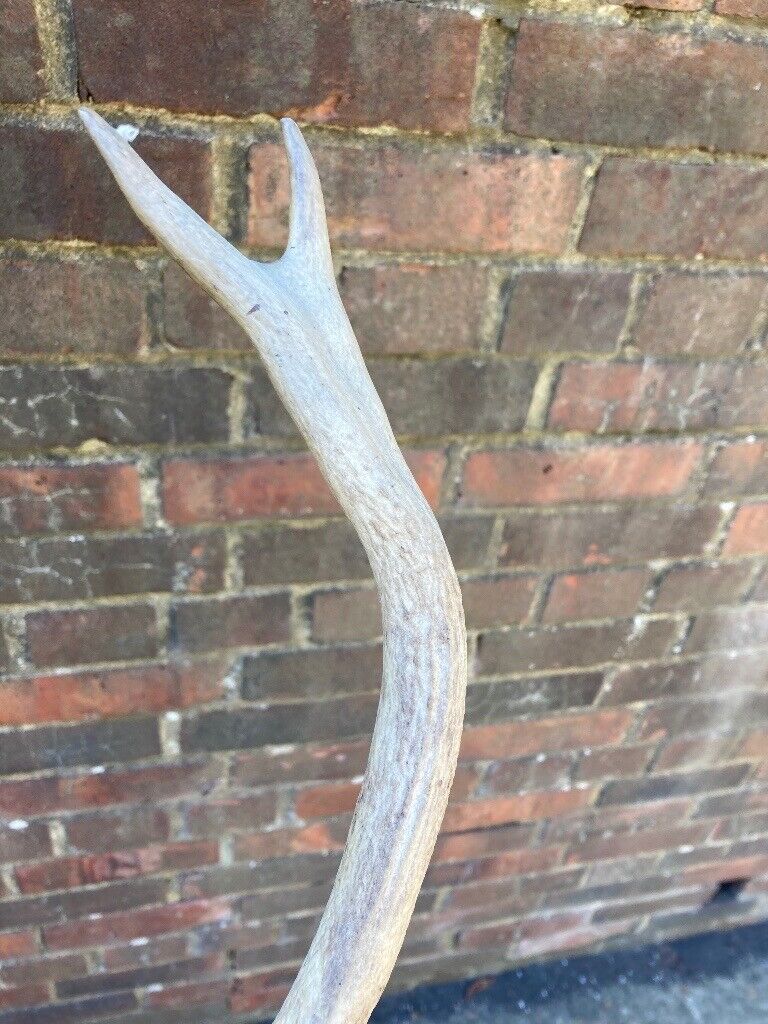 Taxidermy Deer Head 