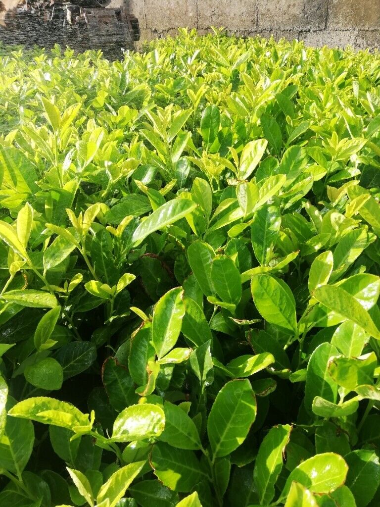 Laurel Hedging