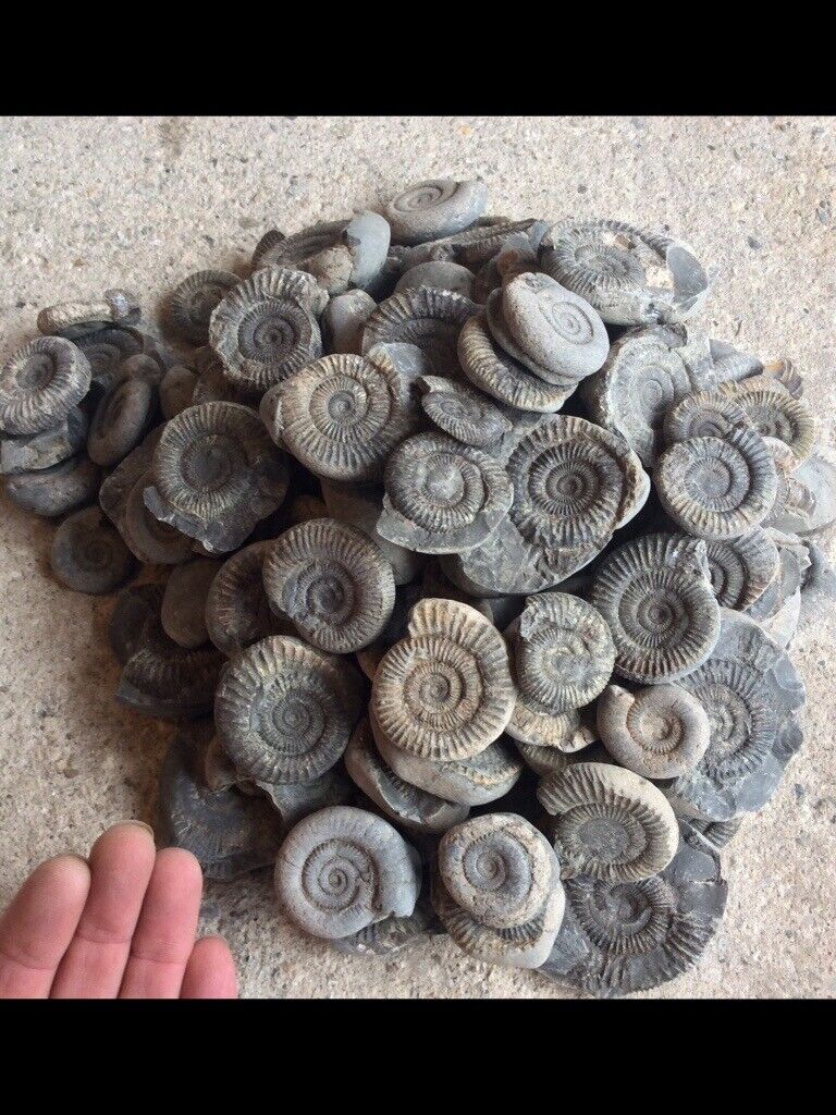image for Fossil ammonites for sale from the Dinosaur Yorkshire coast