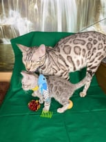 Bengal kittens for sale just 3 male left.