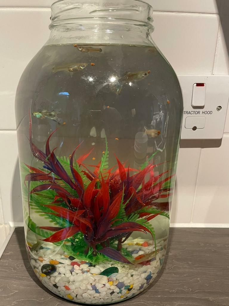 image for Small Aquarium 