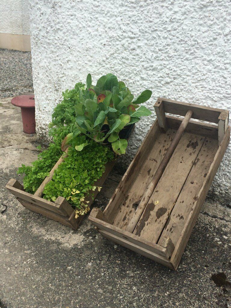Wooden potato seed boxes.