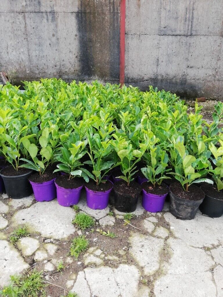 Laurel Hedging