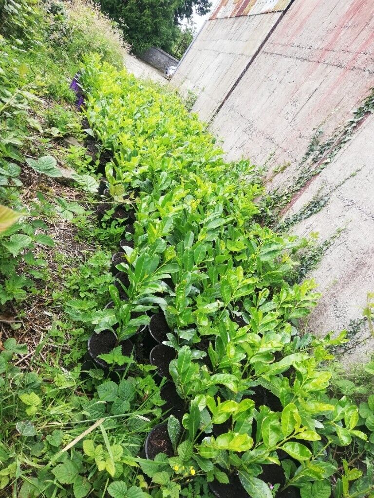 Laurel Hedging