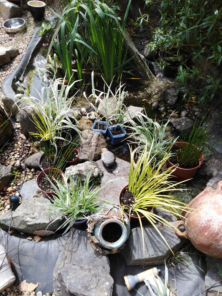 ,pond iris, norfolk reeds and ornamental grasses for sale , can be used in pond or any wet soils,