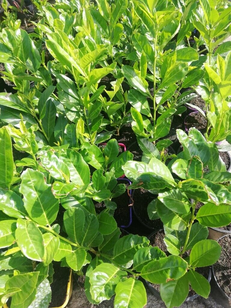 image for Laurel Hedging