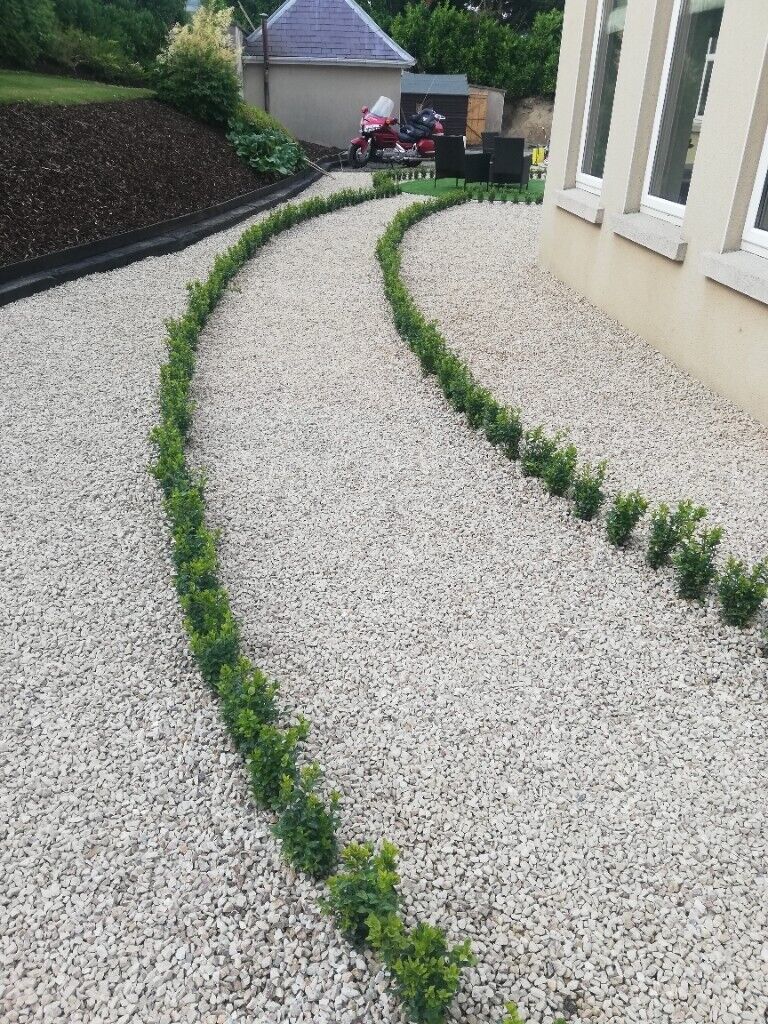 image for Box Hedging