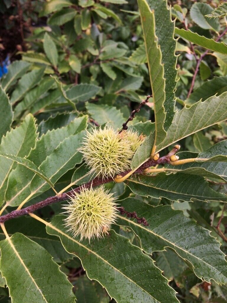 image for Sweet Chestnut (Castanea sativa) tree plant, London Hyde Park origin (£15 per tree)
