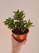 Aloe Squarrosa Succulent Plant For Sale