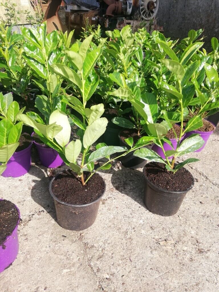 Laurel Hedging