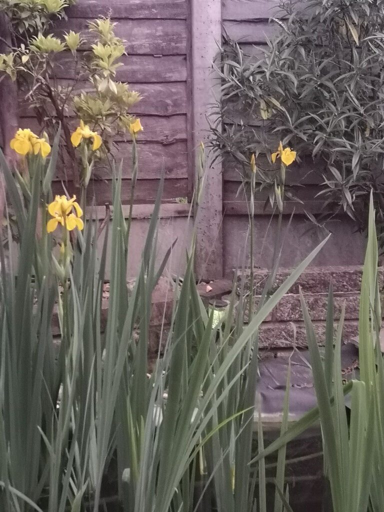 image for ,pond iris, norfolk reeds and ornamental grasses for sale , can be used in pond or any wet soils,