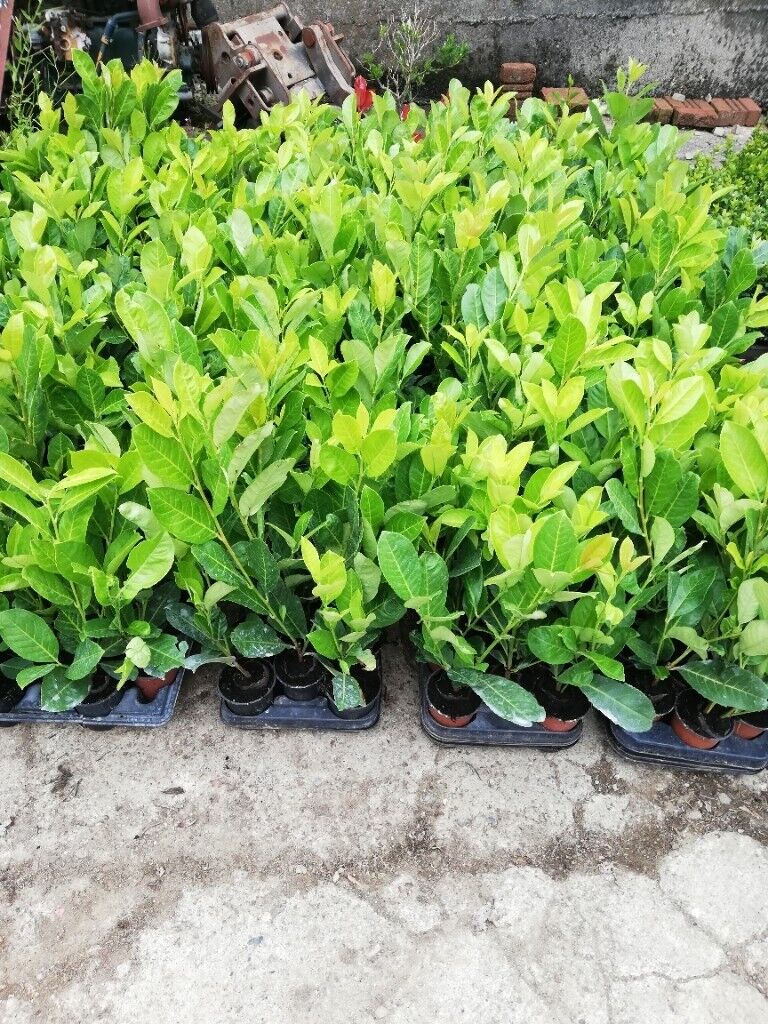 Laurel Hedging