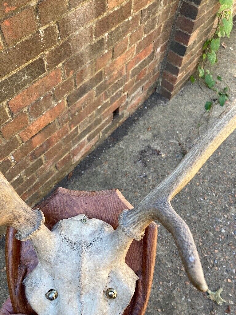 Taxidermy Deer Head 