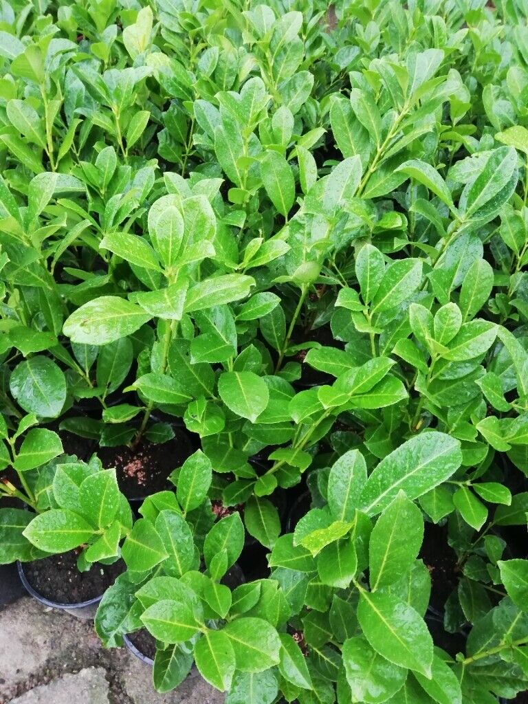 Laurel Hedging