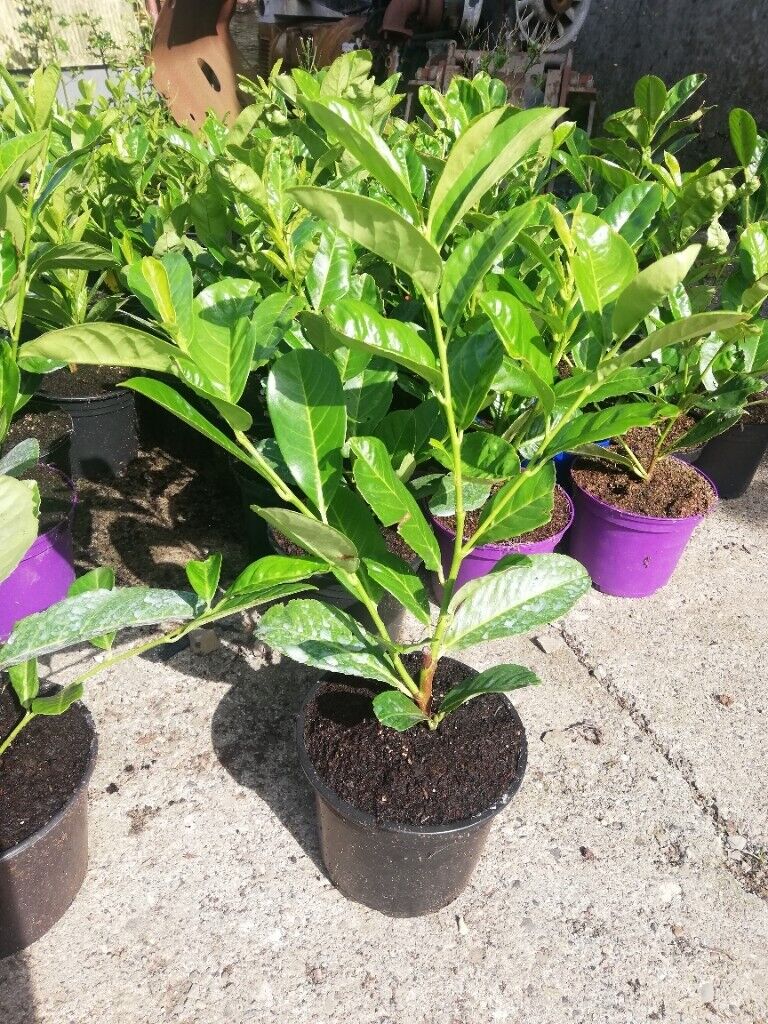Laurel Hedging