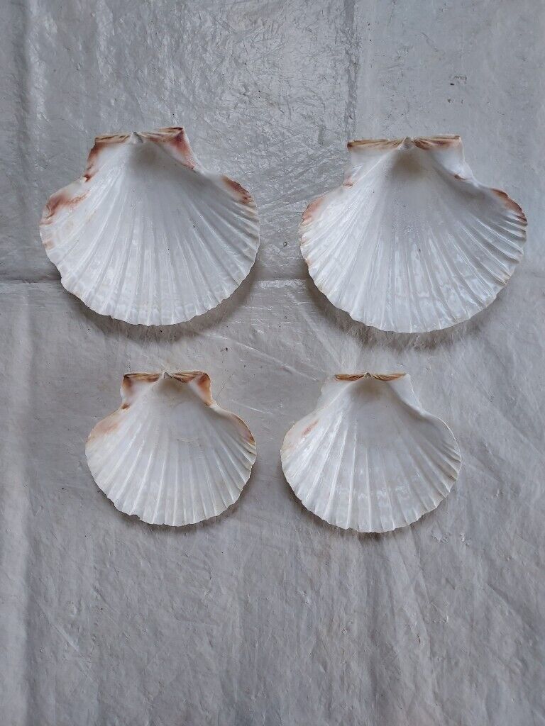 image for Four Scallop Shells