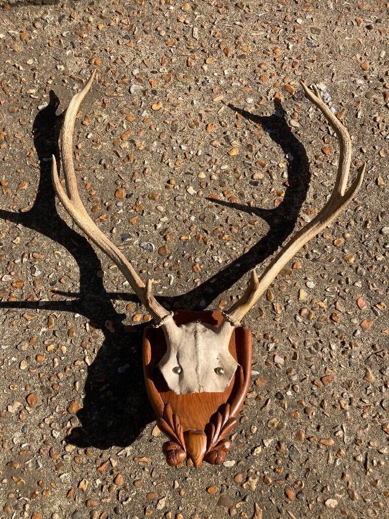 image for Taxidermy Deer Head 