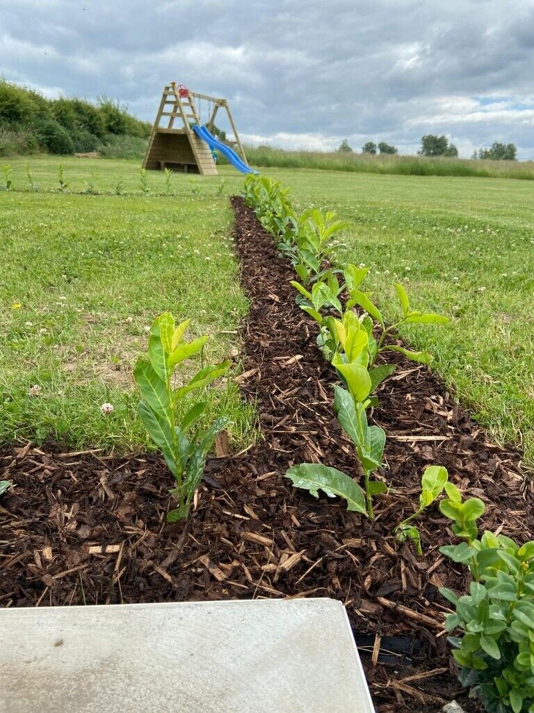 Laurel Hedging