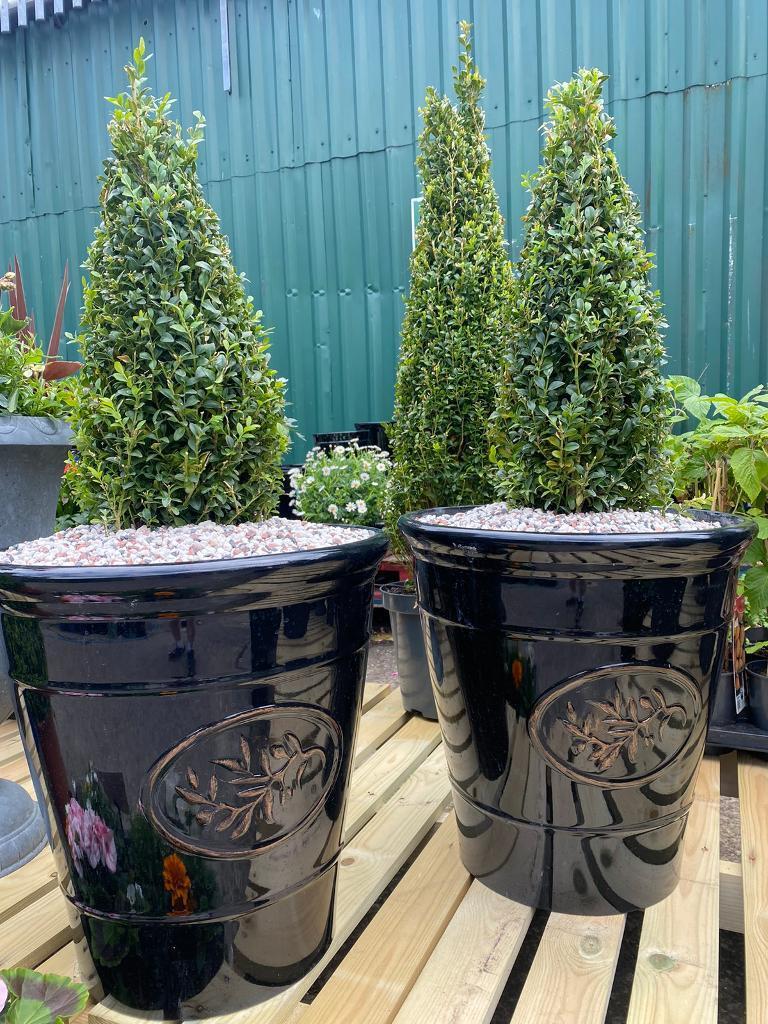 Cone buxus in black pots 