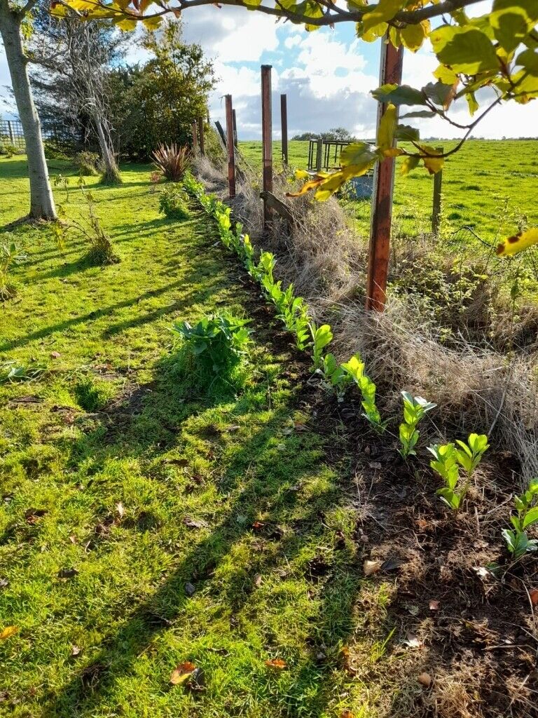 Laurel Hedging 