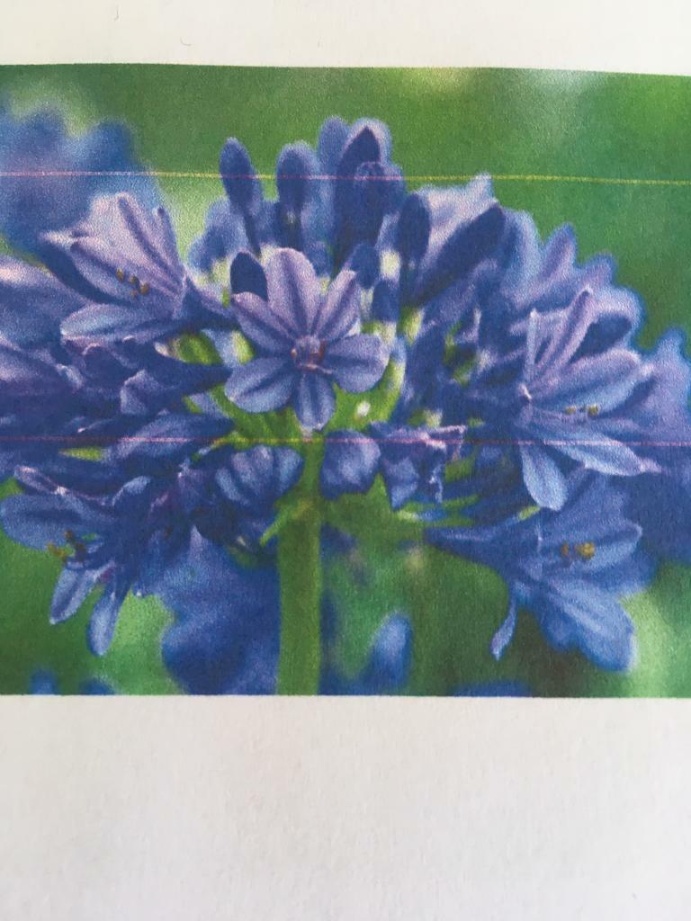 image for Agapanthus 