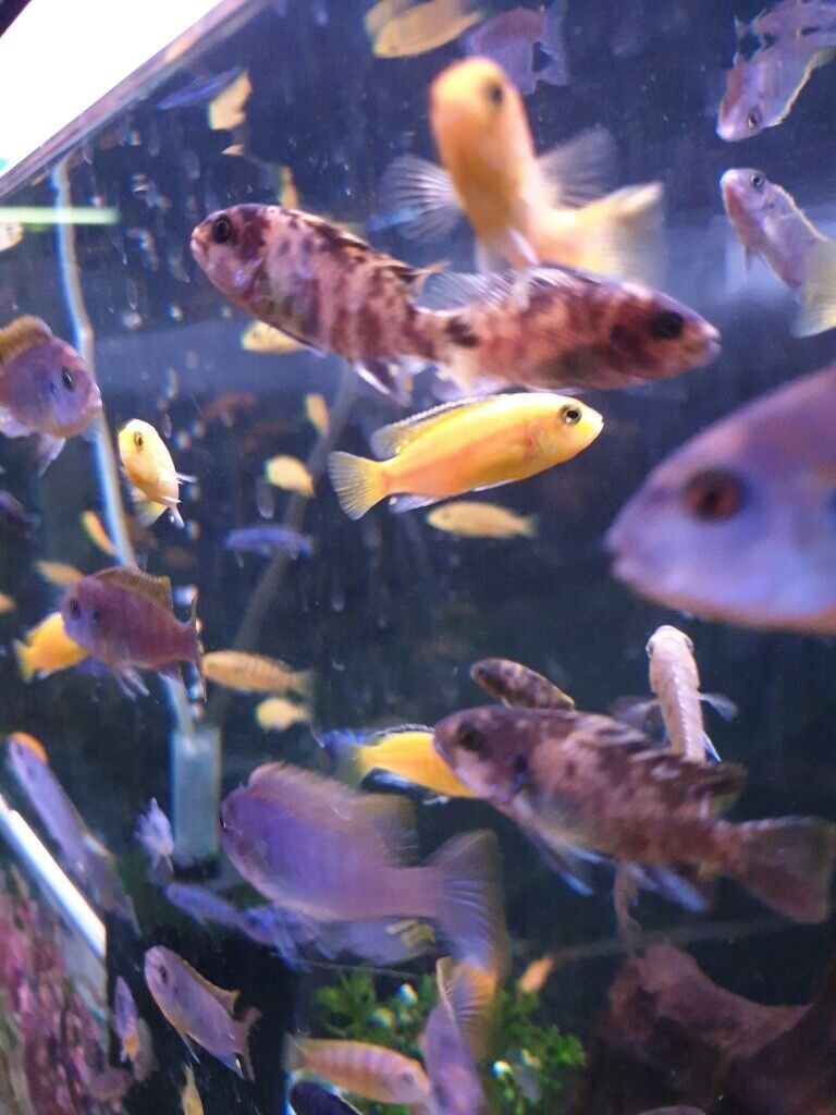 Stunning Colourful Malawi Tropical Cichlids Various types available £4 to £12