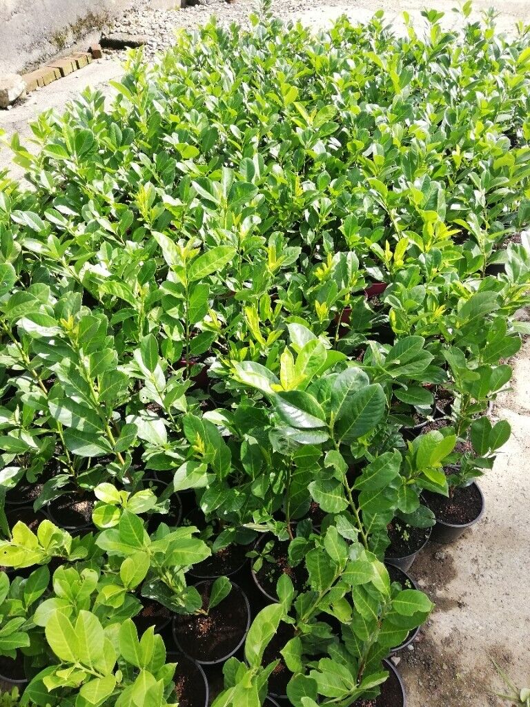 image for Laurel Hedging