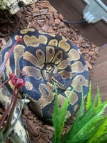 2 year old Male Royal Python and large vivarium set up
