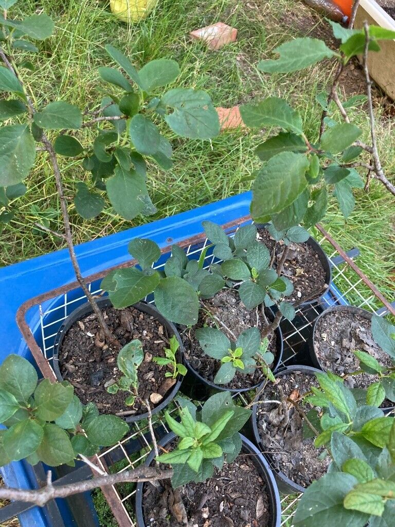 Purple Plum tree (£15 per tree)