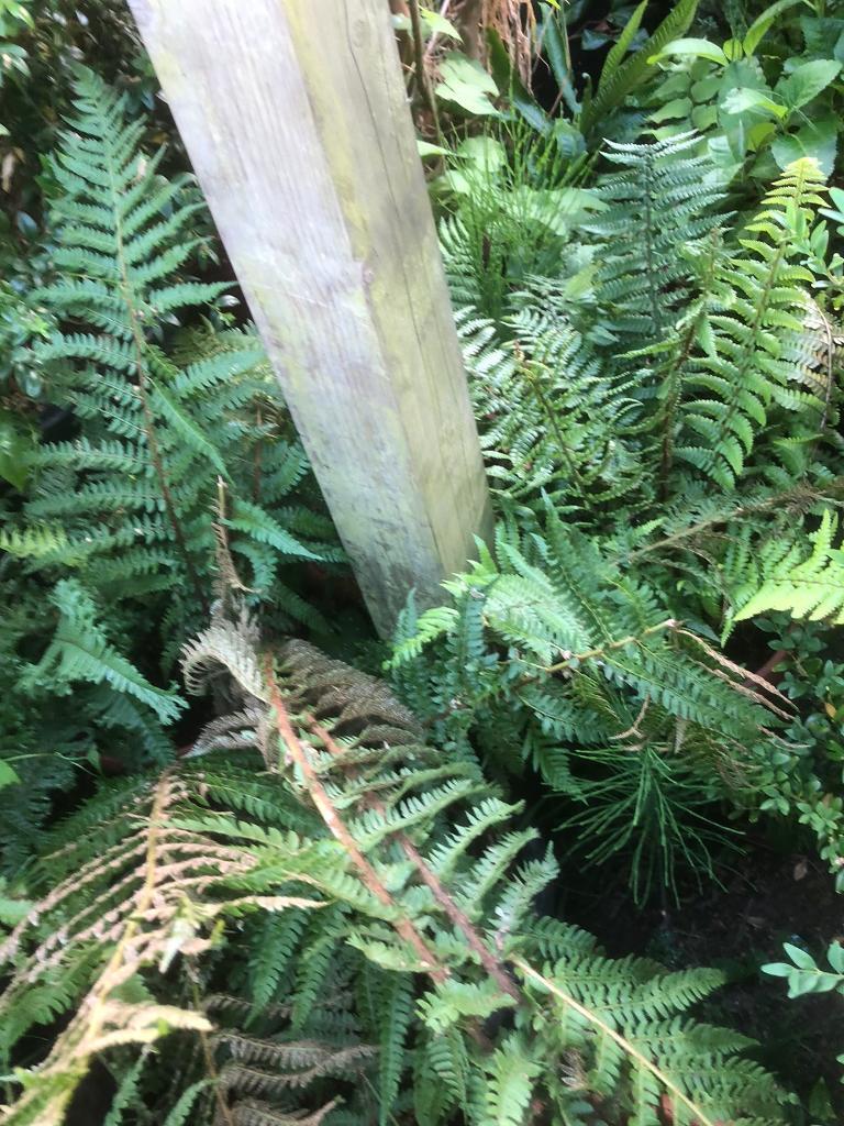 image for    Small/Large Ferns 